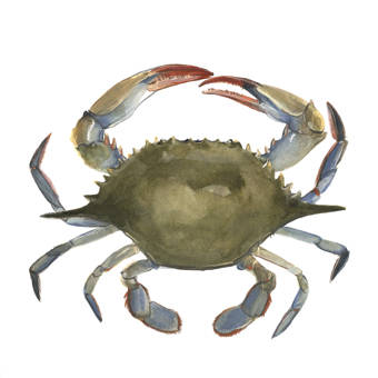 Highland Dunes Watercolor Crab Ii Painting On Canvas Wayfair