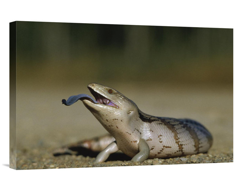 East Urban Home Australia Eastern Blue Tongue Skink Extending Blue Tongue Photographic Print On Wrapped Canvas Wayfair East Urban Home Australia Eastern Blue Tongue Skink Extending Blue Tongue Photographic Print On Wrapped Canvas Wayfair