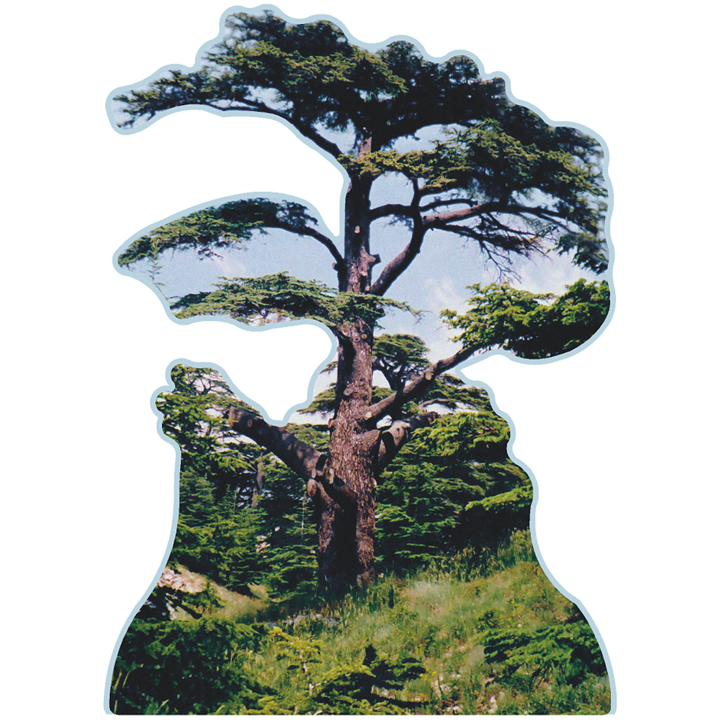 Wet Paint Printing Cedars of God Lebanon Tree Famous Trees Cardboard ...