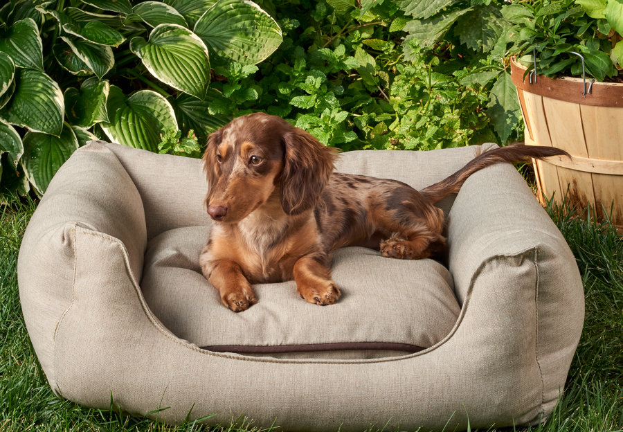 Outdoor Safe Dog Beds