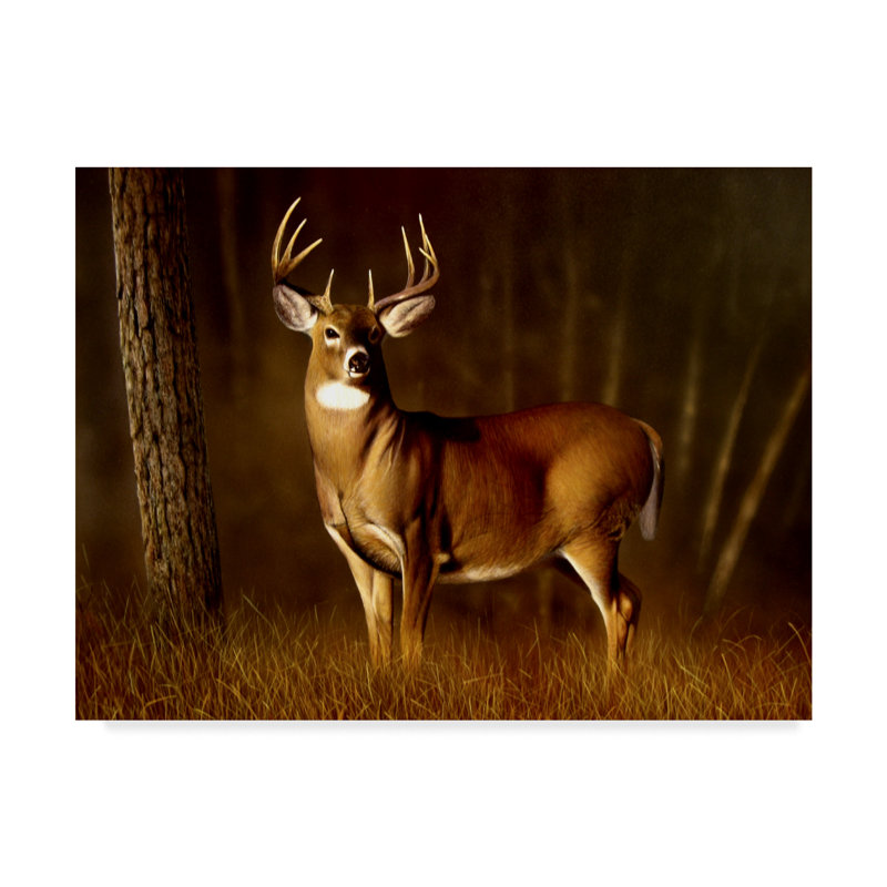 Millwood Pines Whitetail Buck In Forest By Clarence Stewart