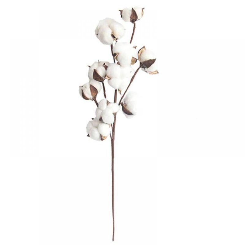 21-Inch Natural White Cotton Stem Flowers Cotton Boll Branches Farmhouse Rustic Style 10 Natural Cotton Branches And Dried Flowers