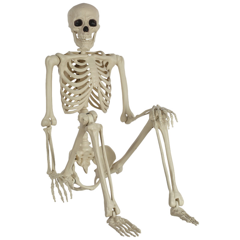 Life Size Poseable 5 Ft. Skeleton Prop