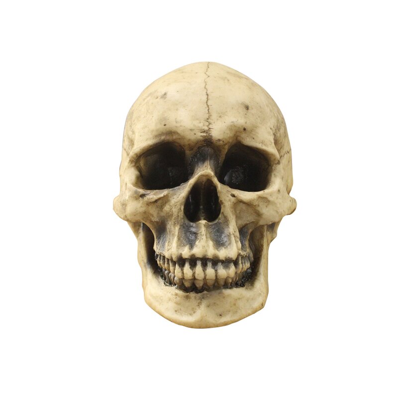 Human Skeleton Head Figurine