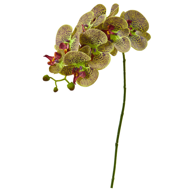 Bloomsbury Market Artificial Orchids Stem Wayfair
