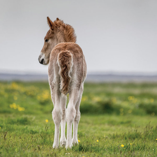 East Urban Home Purebred Icelandic Foal I Photographic Print On Wrapped Canvas Wayfair