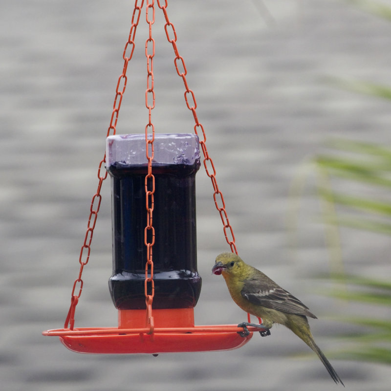 Perky Pet Oriole Jelly Hummingbird Feeder Reviews Wayfair