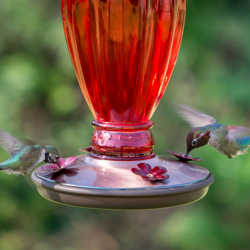 Perky Pet Daisy Vase Glass Hummingbird Feeder Reviews Wayfair