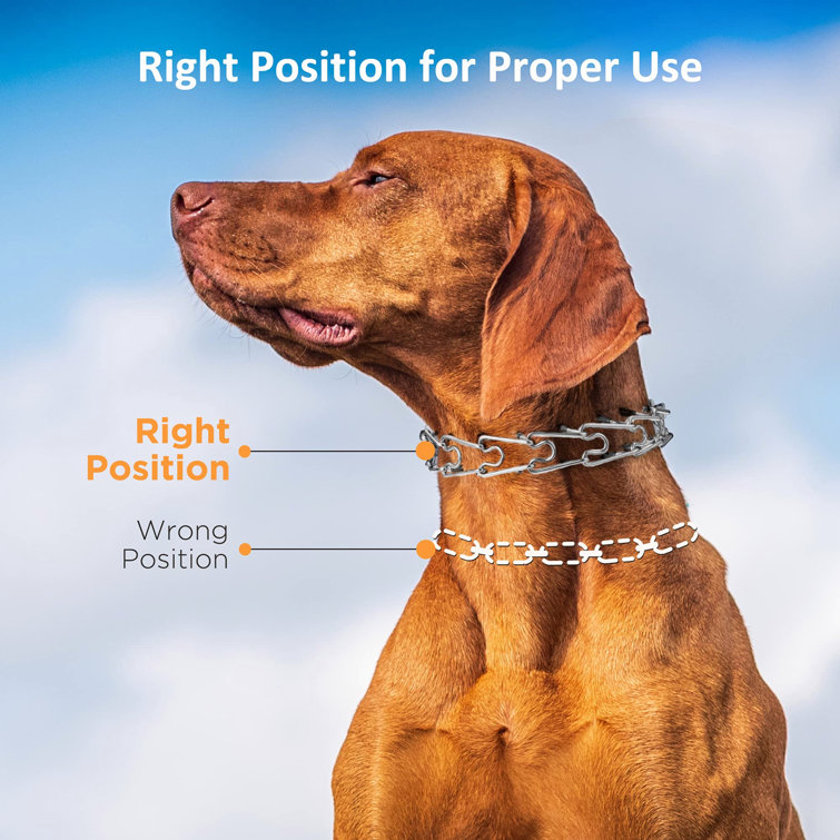 small dog choke collar