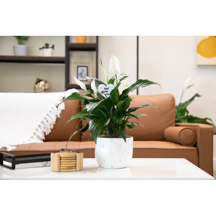 Wayfair Mother's Day Sale: Up to 70% off on Plants & Garden Decor