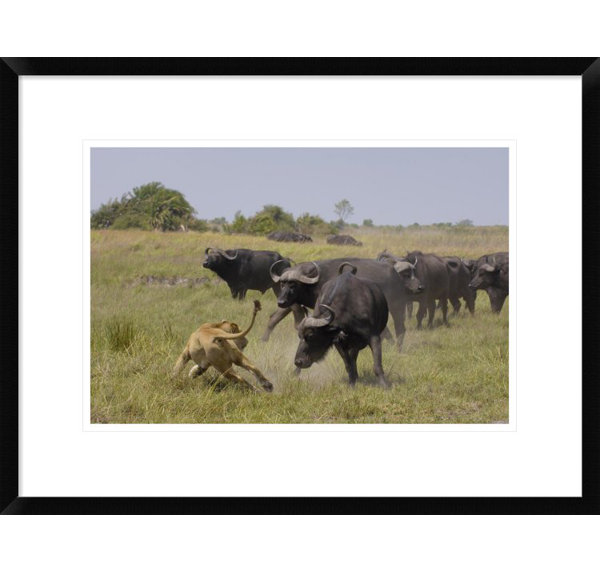 Global Gallery African Lion Evading Retaliation By Cape Buffalo Herd Framed Photographic Print Wayfair