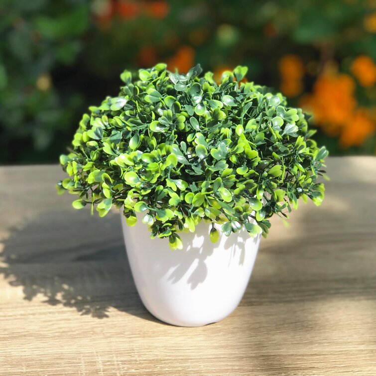 Red Barrel Studio® Faux Boxwood Plant in Vase & Reviews | Wayfair