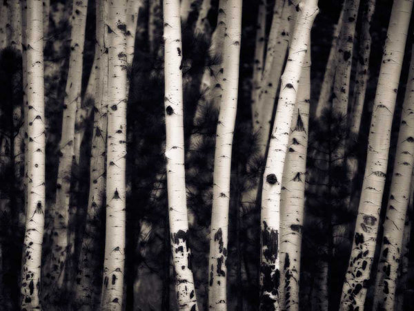 Clicart Birch Trees By Jamie Cook Photograph Print On Canvas