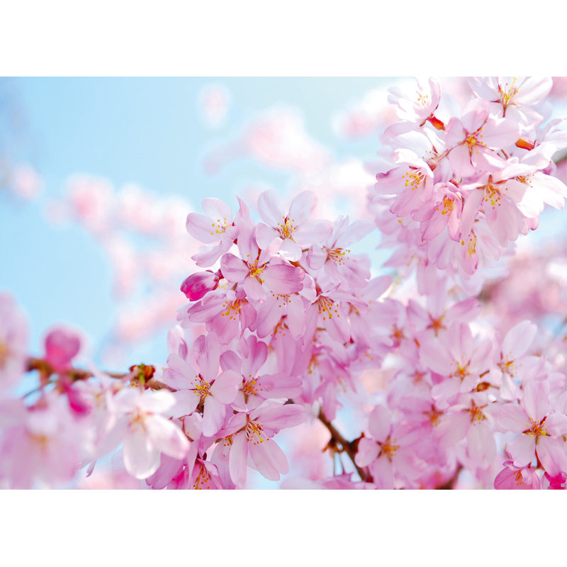 East Urban Home Cherry Blossom 18 45m X 50cm 7 Piece Wallpaper