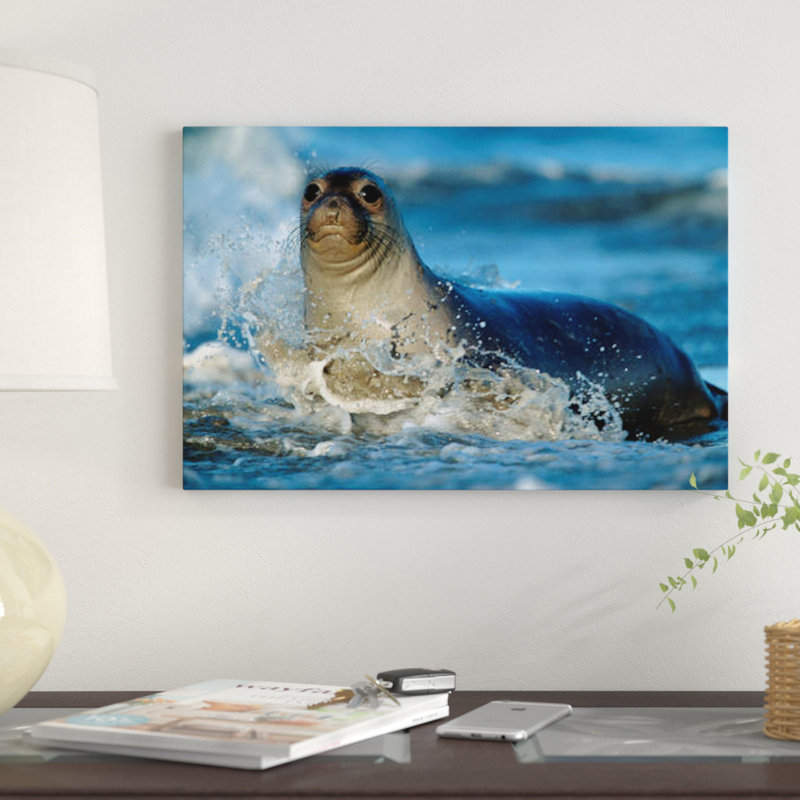 East Urban Home Northern Elephant Seal Female In Splashing Surf North America Photographic Print On Canvas Wayfair