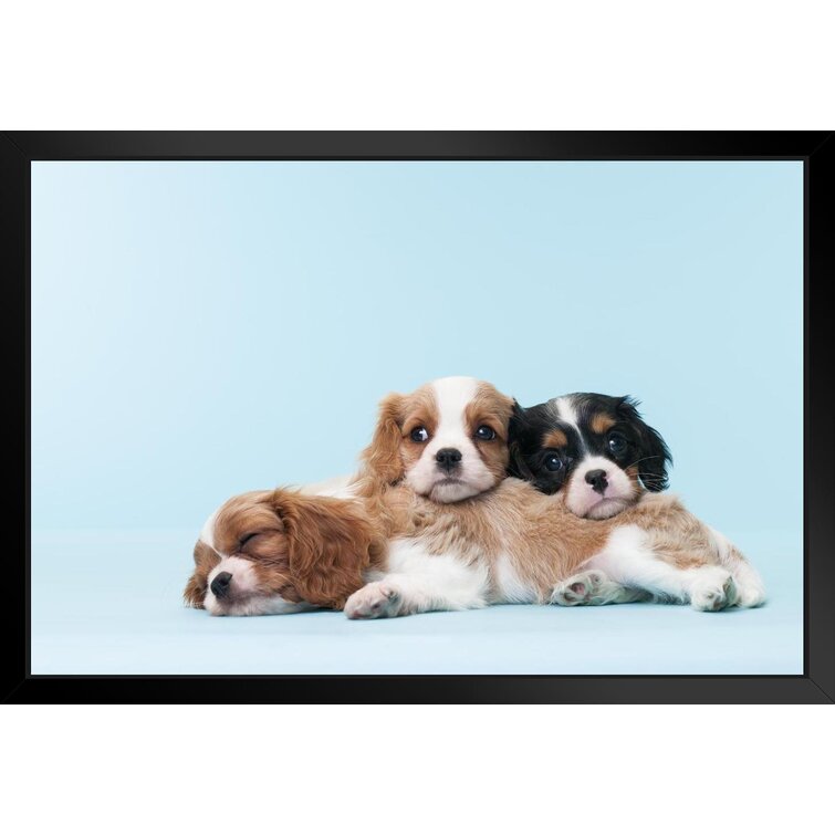 Cavalier King Charles Wood Dog Sign Wall Plaque Photo Display A House Is Not ...