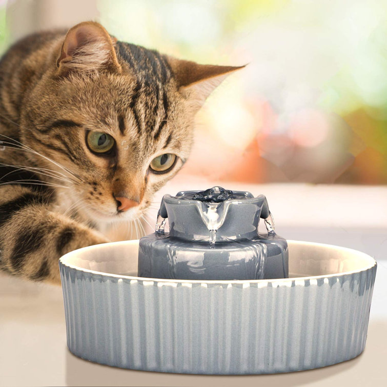 cat water dish