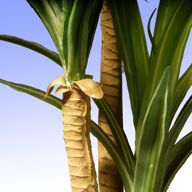 National Tree Co Yucca Succulent Plant In Pot Wayfair Yucca Succulent Plant In Pot