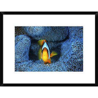 Buyenlarge The Brook Trout Showing Brilliant Or Breeding Season Coloration By H H Leonard Graphic Art Wayfair