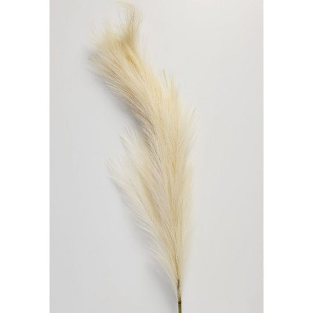 Primrue Ivory Pampas Grass Spray Faux Plants And Trees Wayfair