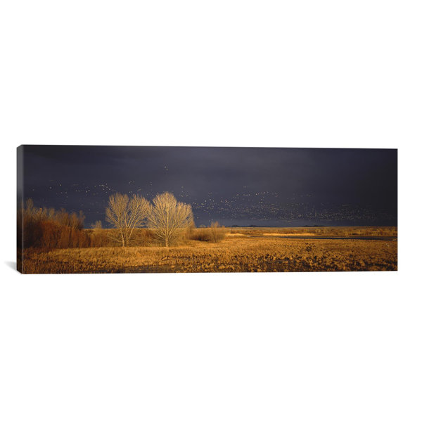 East Urban Home Flock Of Snow Geese Flying At Bosque Del Apache National Wildlife Reserve New Mexico Photographic Print On Canvas Wayfair
