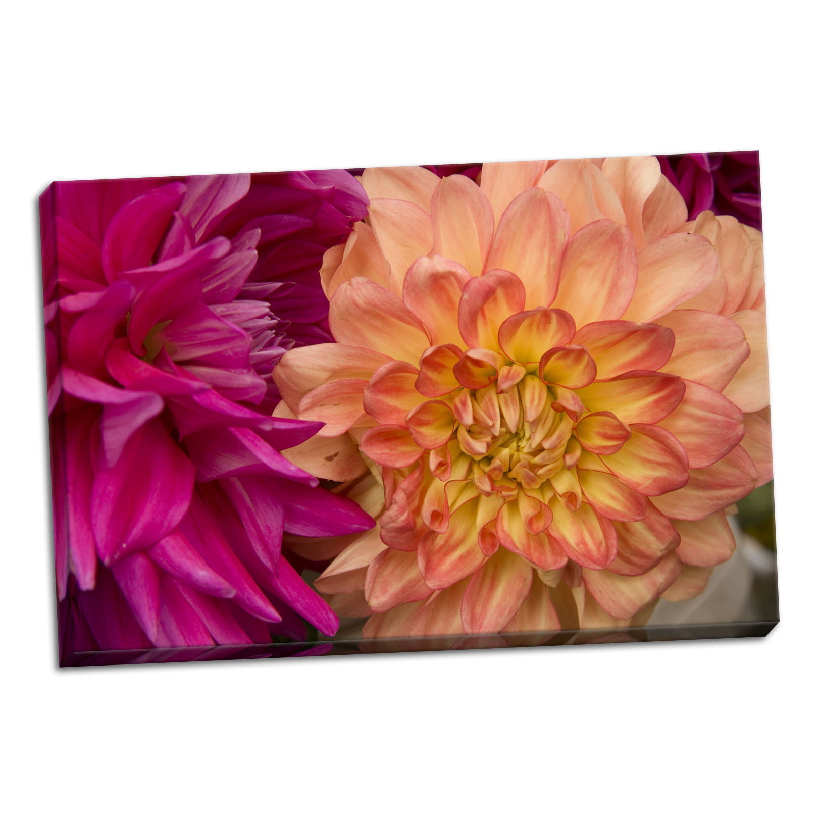 East Urban Home Fuschia Dahlia V Photographic Print On Wrapped Canvas Wayfair