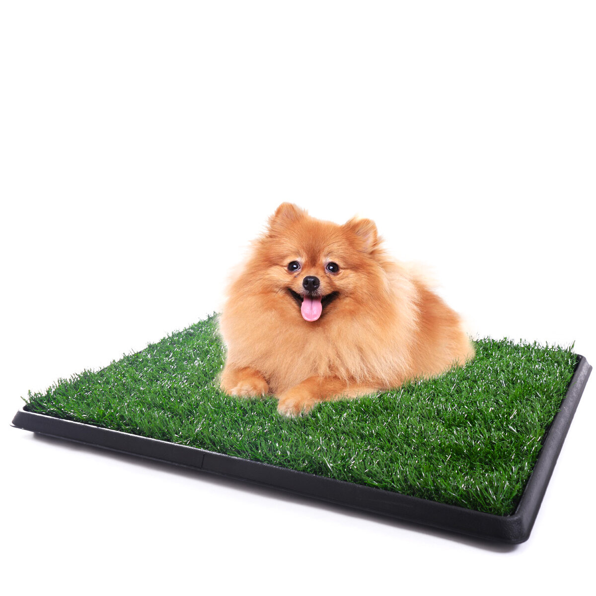 do dogs need grass to go to the toilet