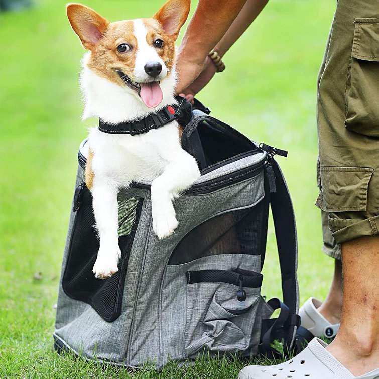 corgi carrier backpack