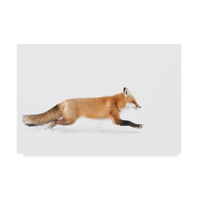 'Red Fox' Photographic Print on Wrapped Canvas Trademark Fine Art Size: 30
