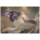 3d Butterfly Wall Art Wayfair