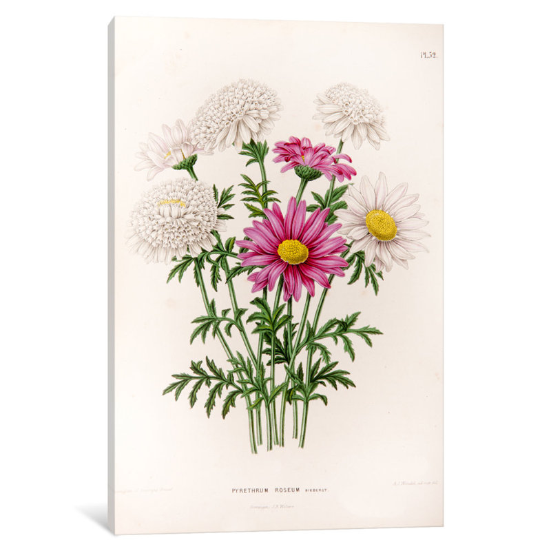 witte s dutch garden flora series pyrethrum roseum painted daisy graphic art print on canvas