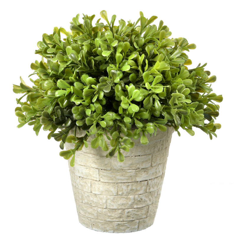 Gracie Oaks Regency Spring Boxwood Plant in Pot &amp; Reviews