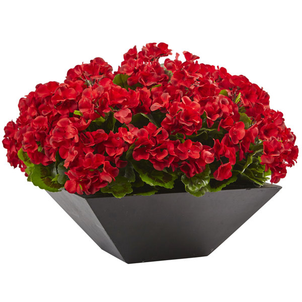 Primrue Geranium Floral Arrangement in Planter & Reviews | Wayfair Geranium Floral Arrangement in Planter