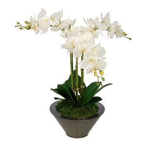 Artificial Triple Stem Orchid in Round Zinc Vase