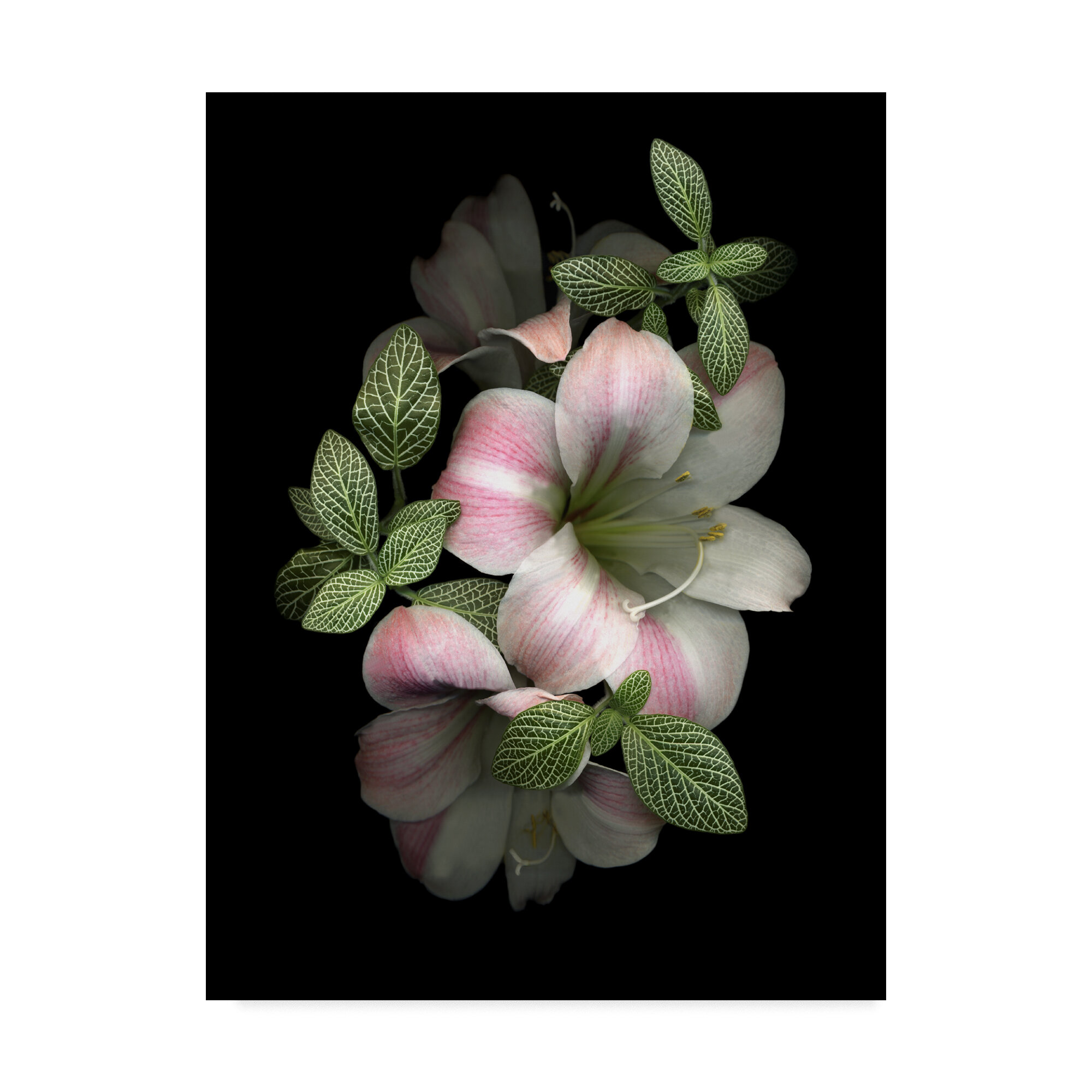 Trademark Art Apple Blossom By Graphic Art Print On Wrapped Canvas Wayfair