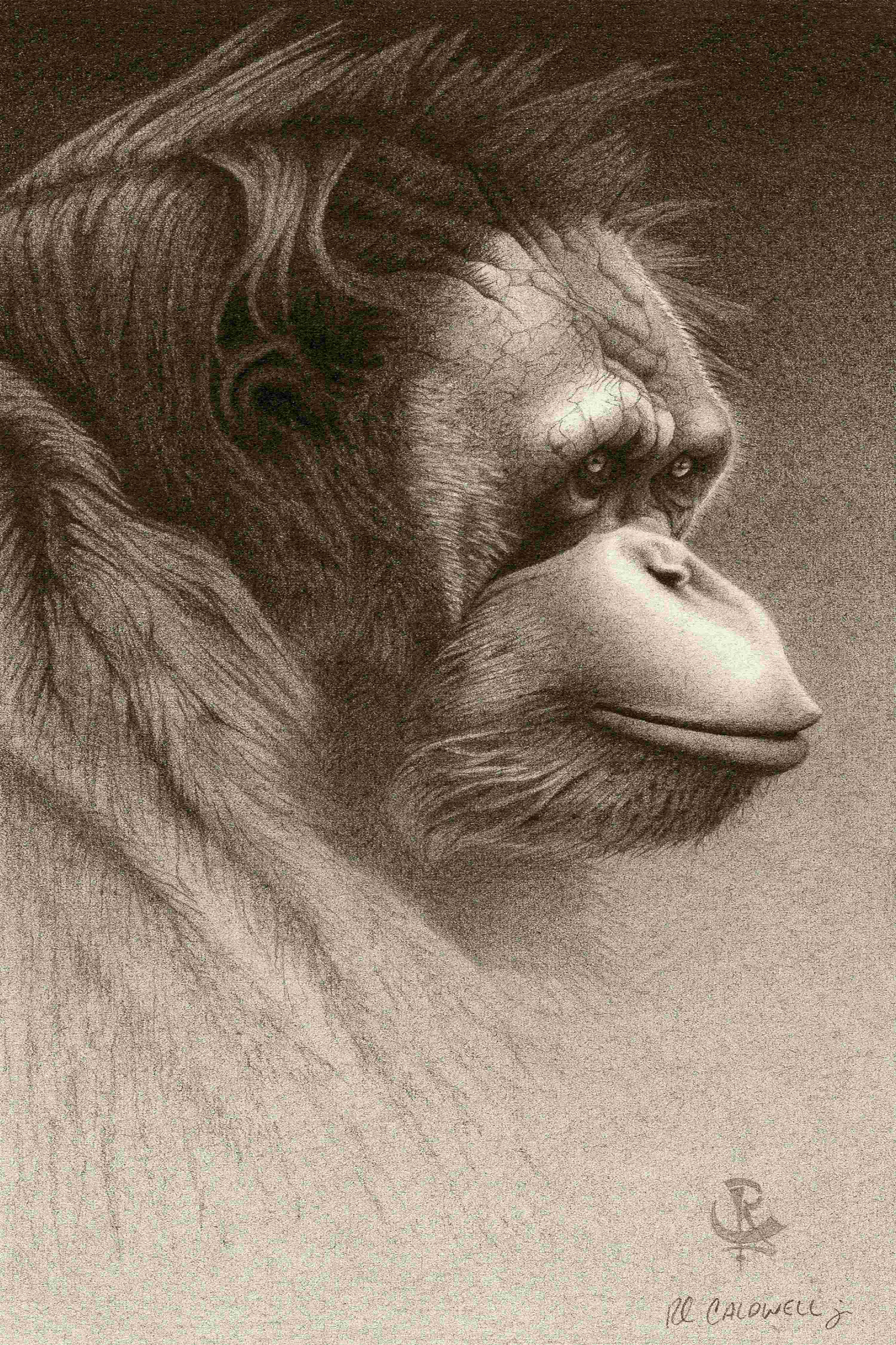 Red Barrel Studio® Jojo The Orangutan (P) by Robert L.