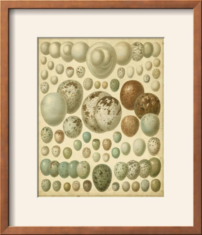 'Vintage Bird Eggs I' Framed Print
