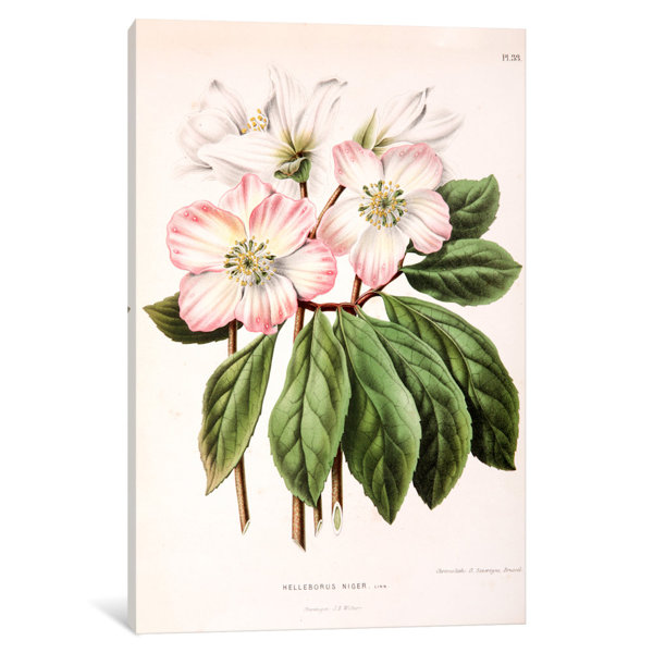 East Urban Home Witte S Dutch Garden Flora Series Helleborus Niger Christmas Rose Graphic Art Print On Canvas Wayfair