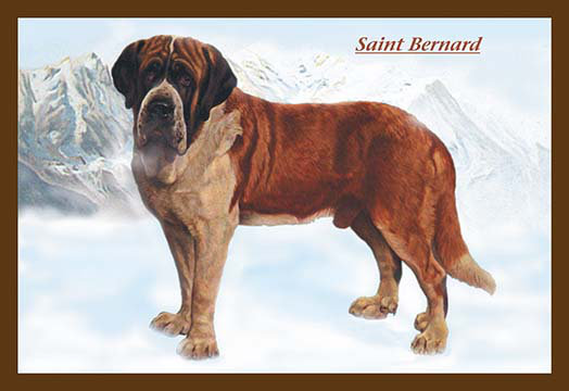 42 saint bernards