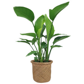 36 Live White Bird Of Paradise Plant In Basket Reviews Allmodern