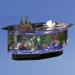 glass coffee table fish