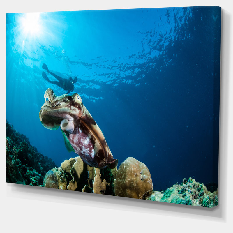 Designart Broadclub Cuttlefish Underwater Photographic Print On Wrapped Canvas Wayfair