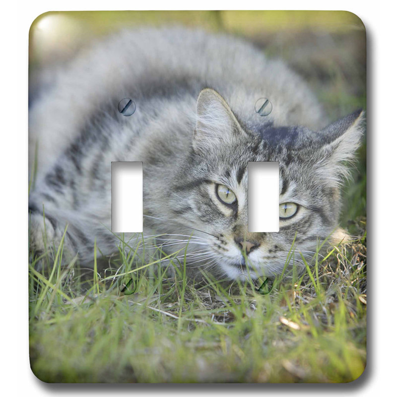 3drose Maine Coon Cat Central Florida 2 Gang Toggle Light Switch