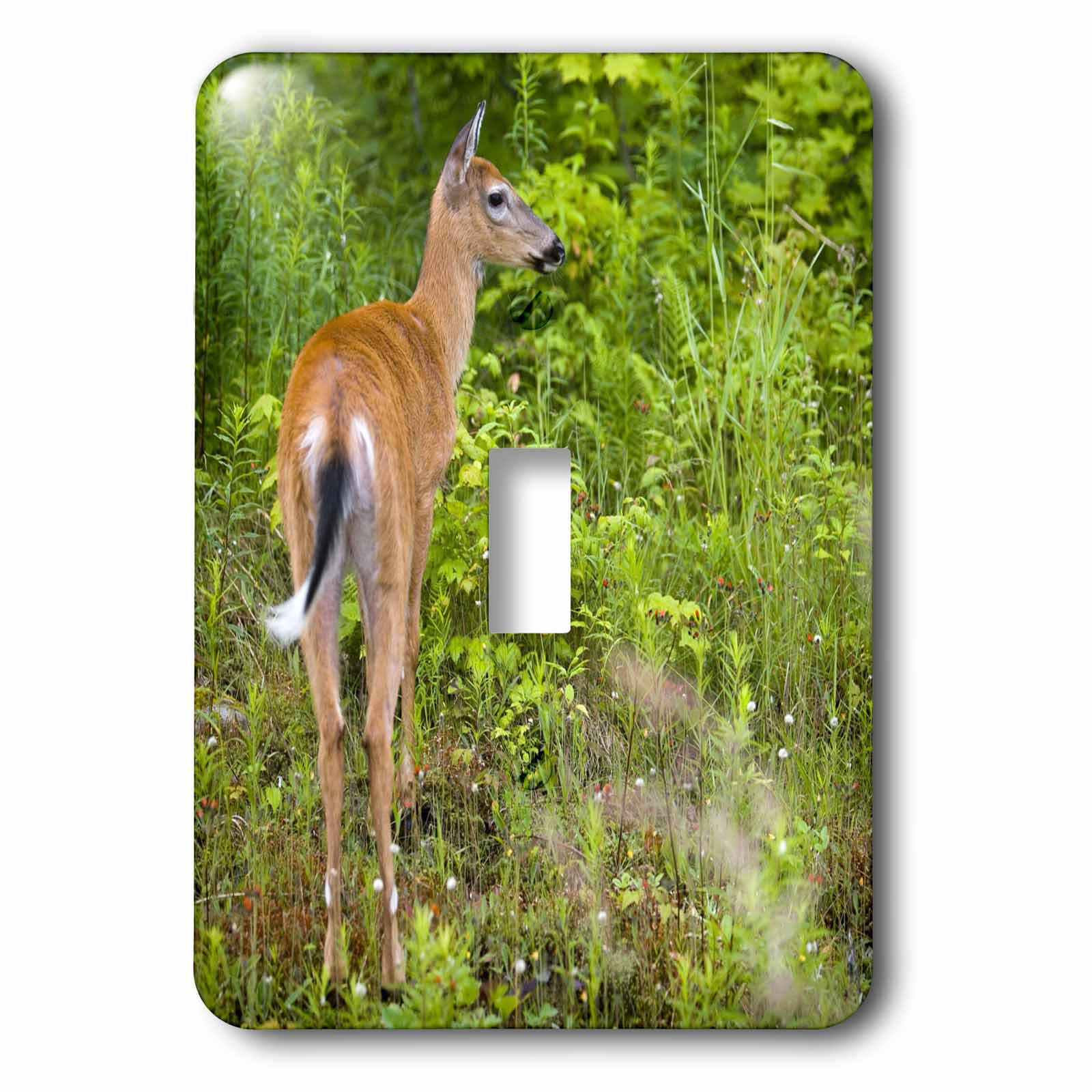 3drose Whitetail Deer Pittsburg New Hampshire 1 Gang Toggle Light Switch Wall Plate Wayfair