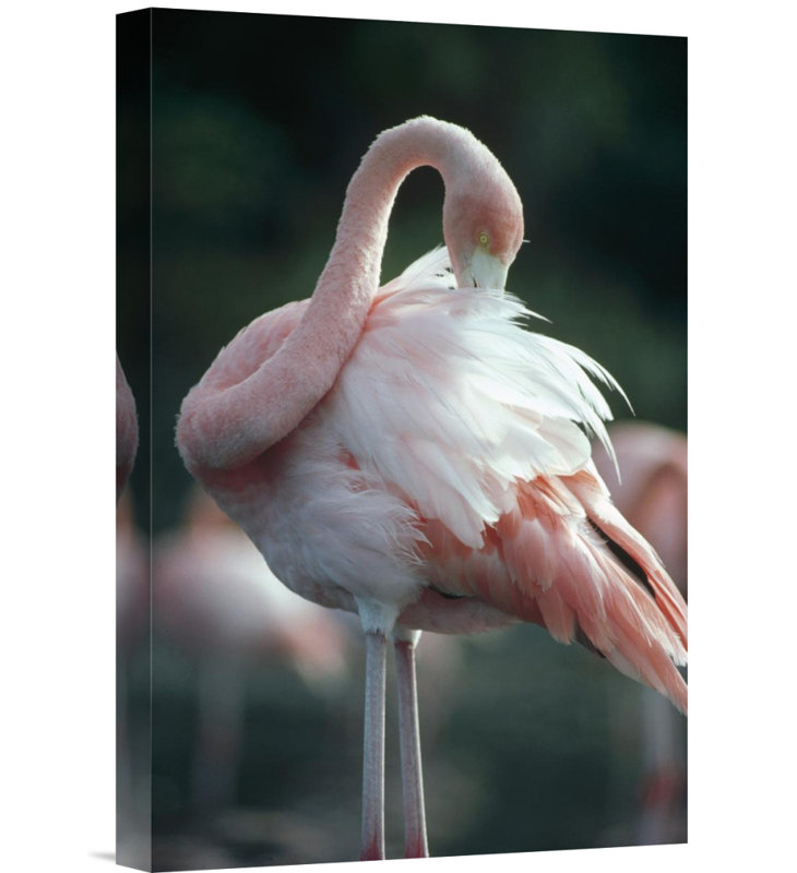East Urban Home Greater Flamingo Preening Rabida Island Galapagos Islands Ecuador Photographic Print Wayfair