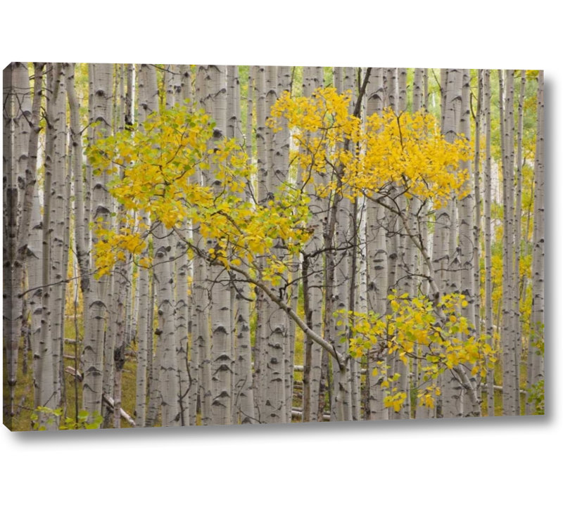 Millwood Pines Co White River Nf A Stand Of Aspens Photographic Print On Wrapped Canvas Wayfair