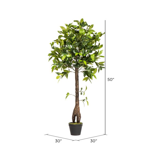 Charlton Home® Camellia 50