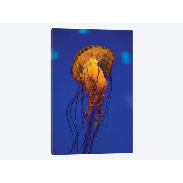 East Urban Home Pacific Sea Nettle Jellyfish I Photographic Print On Canvas Wayfair