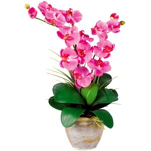 Double Phalaenopsis Silk Orchid Flower