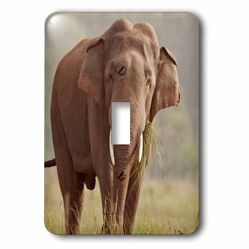 3drose Elephant 1 Gang Toggle Light Switch Wall Plate Wayfair